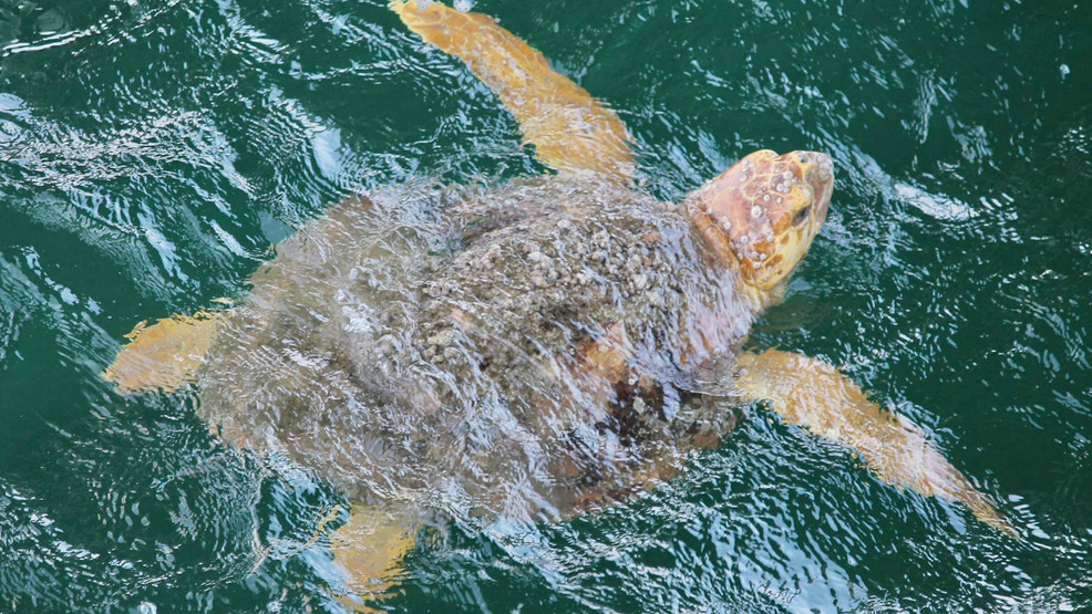 Are There Sea Turtles in Alabama?