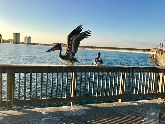  Visit The Gulf State Park Fishing Pier on Your Fort Morgan Vacation