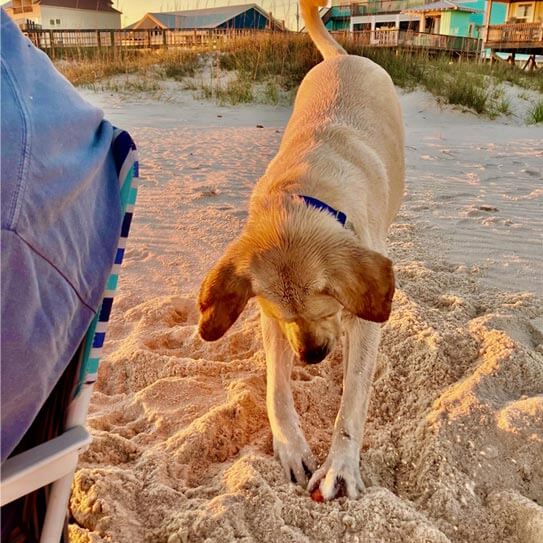 Thing To Do Pet Friendly Homes