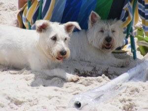 pet friendly gulf shores